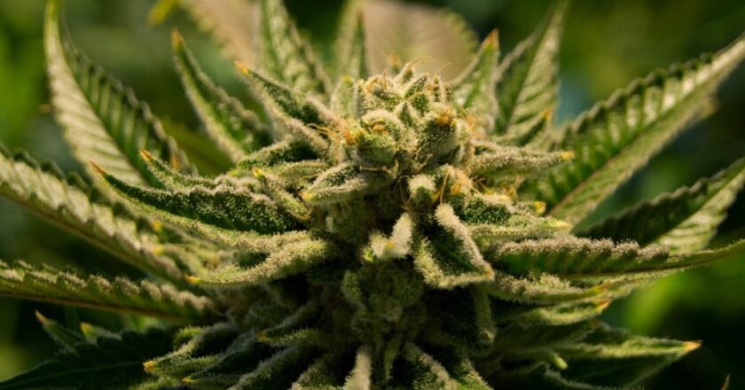 Lost in the Search for Legal Weed? Apex Weed Hub Provides a Reliable Map