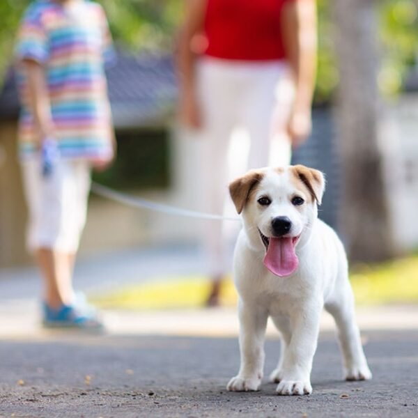 Why Private Lessons Can Be the Game-Changer for Your Dog’s Behavior