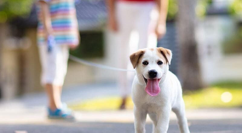 Why Private Lessons Can Be the Game-Changer for Your Dog’s Behavior