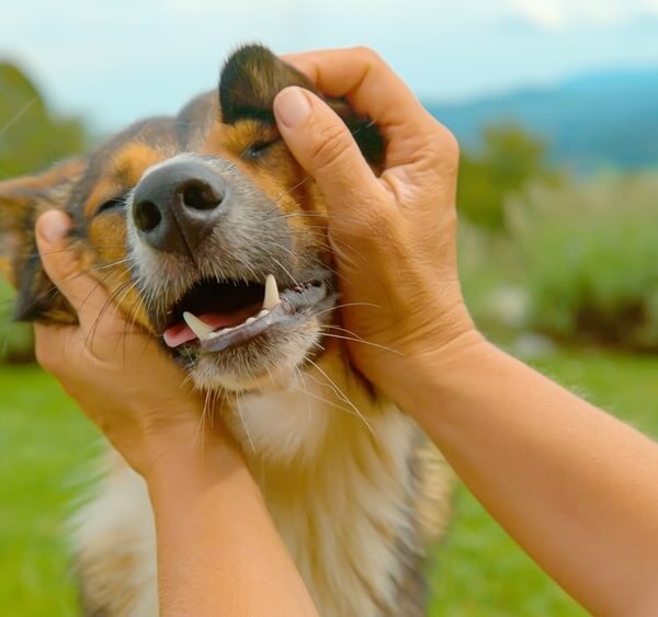 2026 Guide to Pet Immigration – Popular Routes from Hong Kong to Australia, US, and More